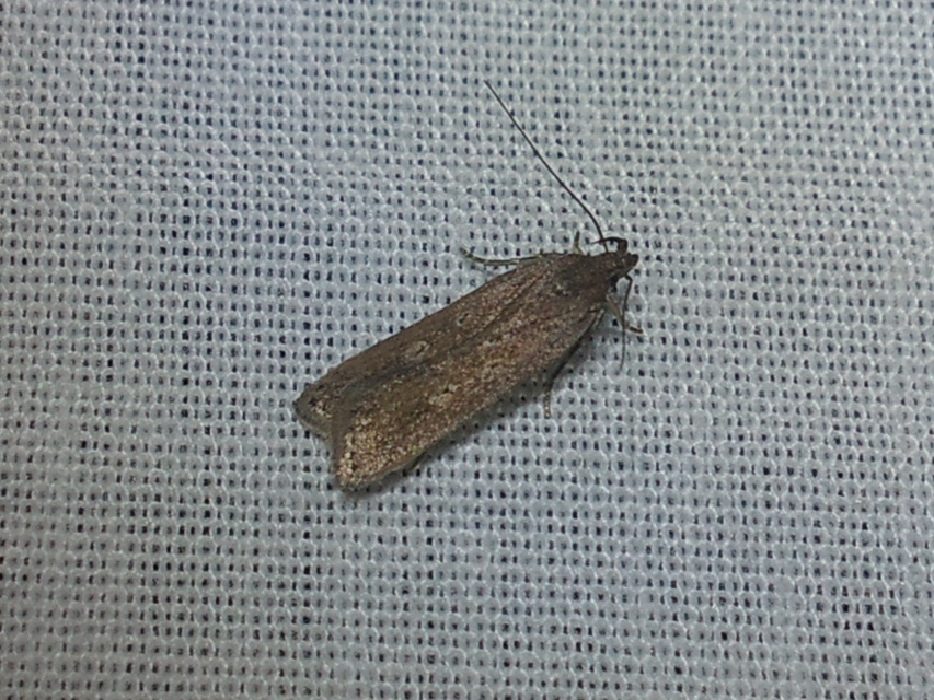 Helcystogramma triannulella - szuláksodró lápimoly