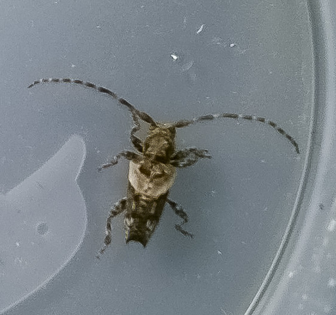 Pogonocherus hispidus - kéttövises ecsetcincér