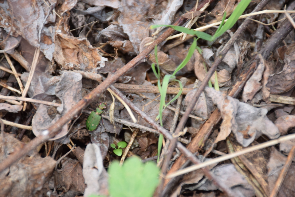 Cicindela campestris - mezei homokfutrinka