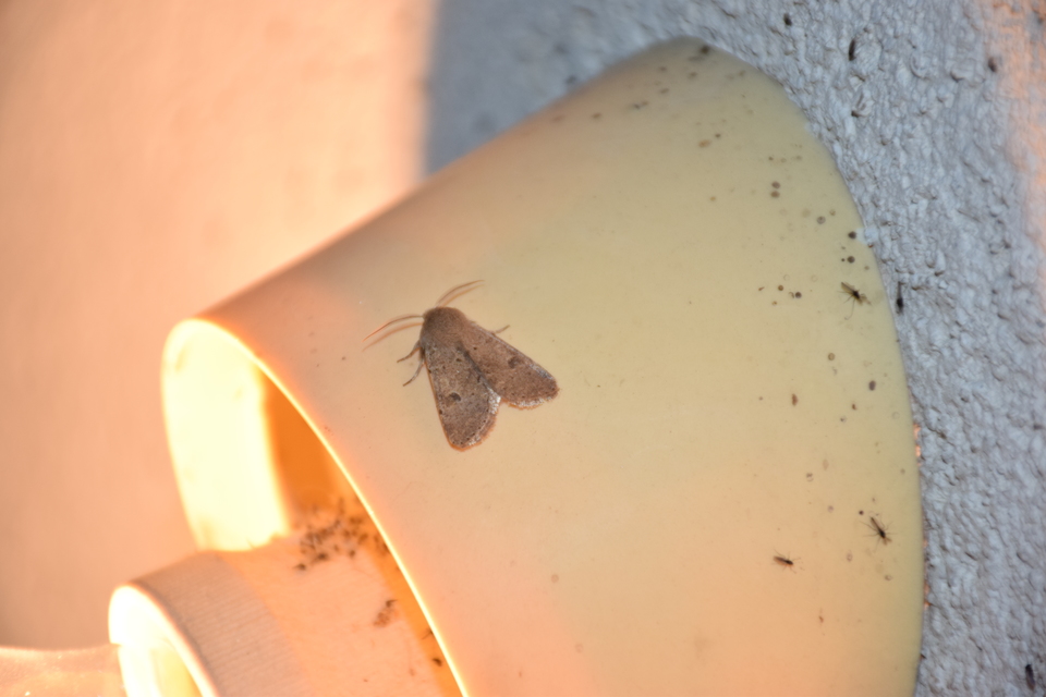 Orthosia cruda - kis barkabagoly