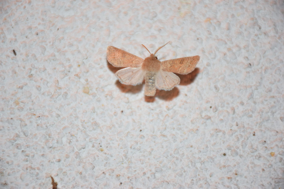 Orthosia miniosa - sárgás barkabagoly