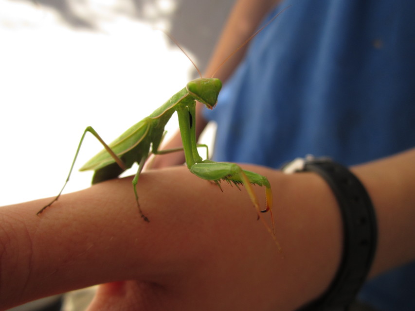 Mantis religiosa - imádkozósáska
