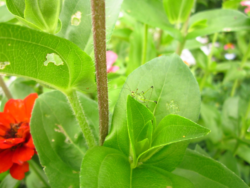 Phaneroptera