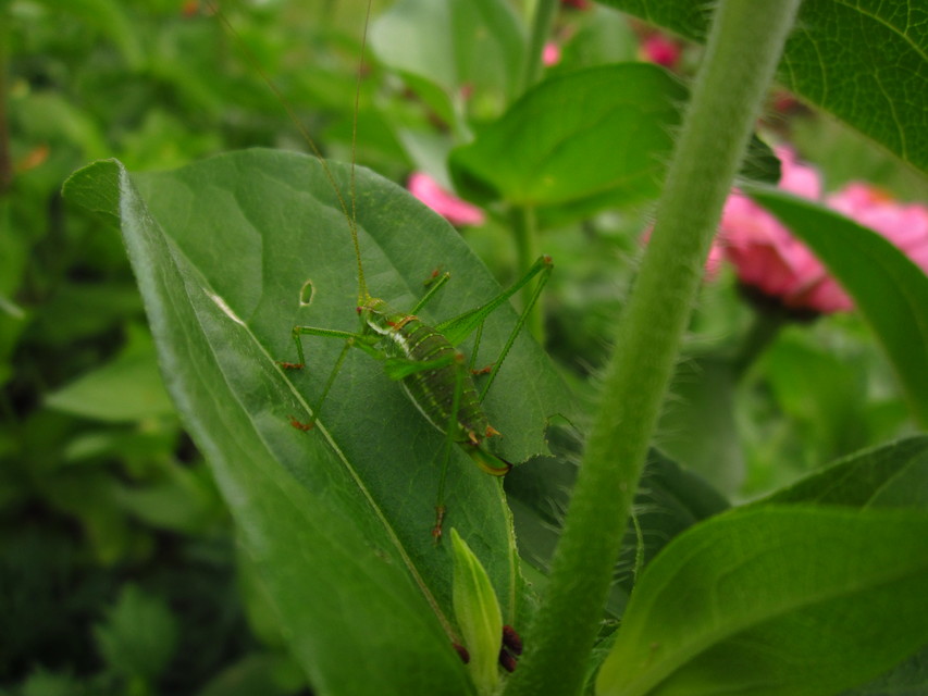 Leptophyes albovittata - közönséges virágszöcske