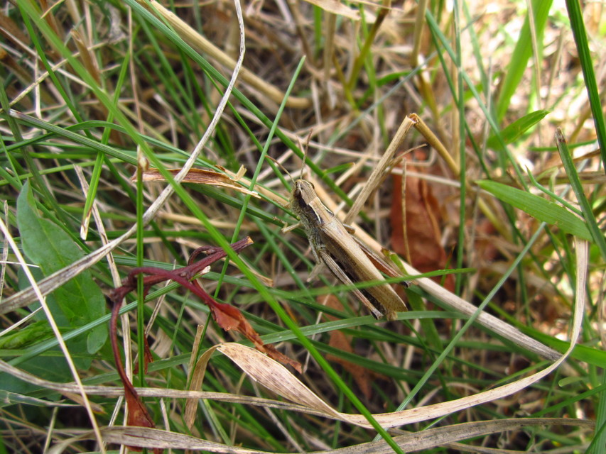 Pseudochorthippus parallelus - közönséges rétisáska