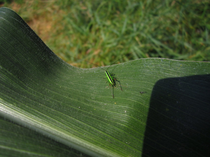 Conocephalus fuscus - kis kúpfejűszöcske
