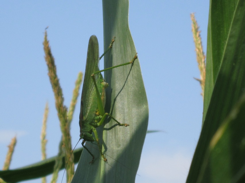 Tettigonia viridissima - zöld lombszöcske