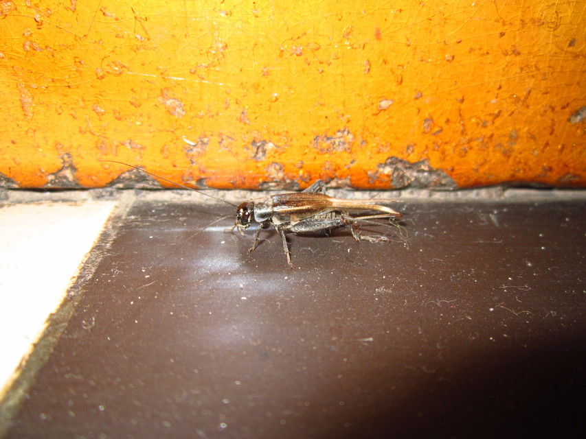 Eumodicogryllus bordigalensis - bordói tücsök
