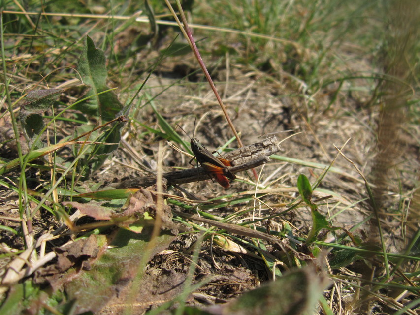 Omocestus rufipes - vöröshasú tarlósáska