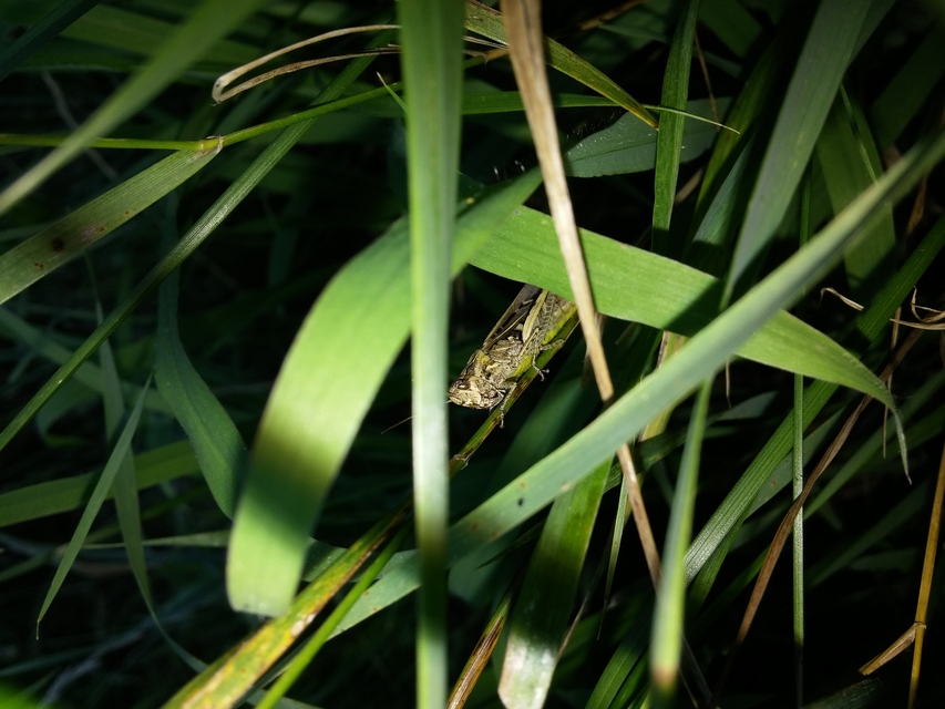 Chorthippus (Glyptobothrus) (subgenus)