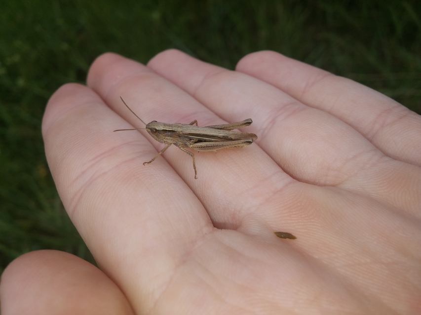 Chorthippus oschei pusztaensis - pusztai rétisáska
