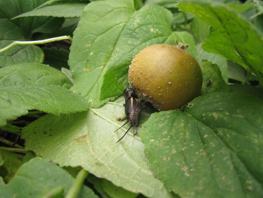 Gryllus campestris - mezei tücsök