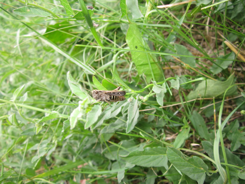 Chorthippus brunneus - közönséges tarlósáska