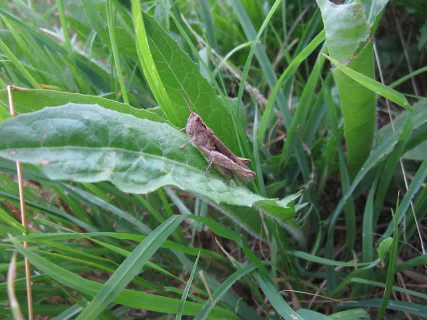 Chorthippus brunneus - közönséges tarlósáska
