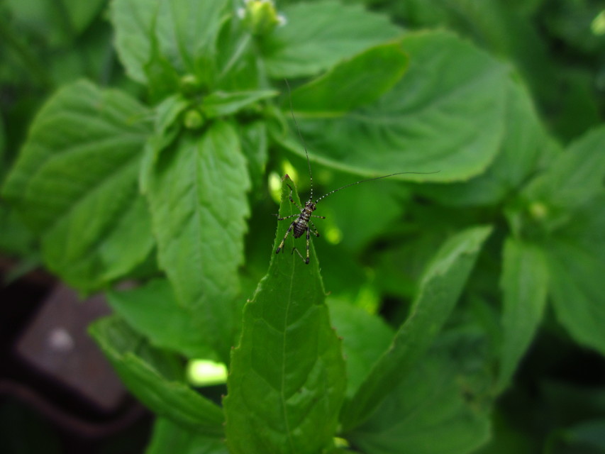 Phaneroptera