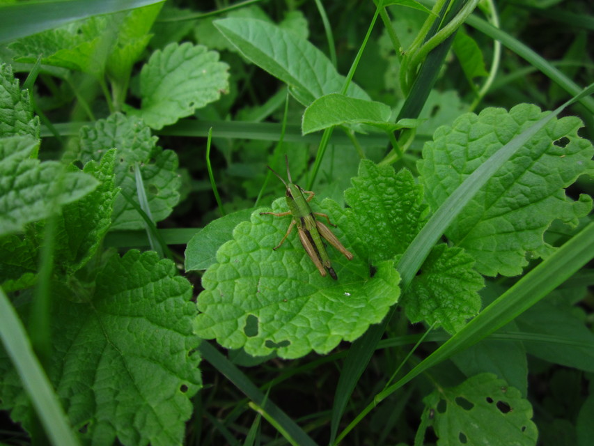 Pseudochorthippus parallelus - közönséges rétisáska