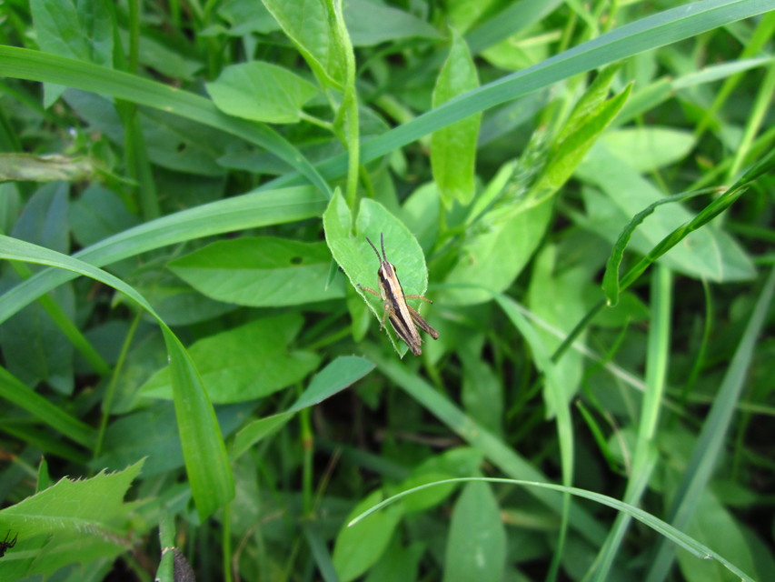 Chorthippus (Chorthippus) (subgenus)