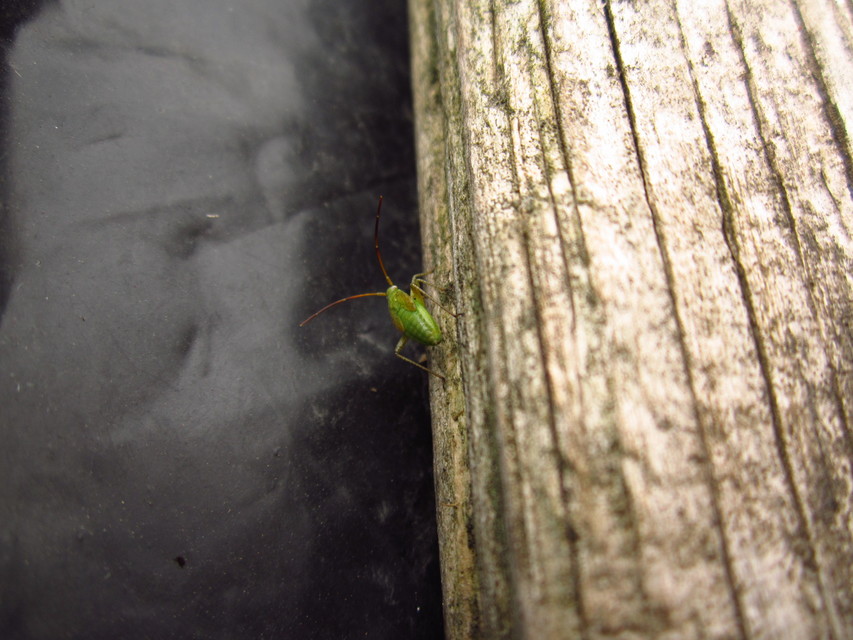 Adelphocoris lineolatus - lucernapoloska