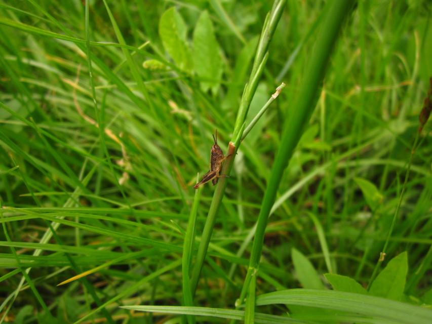 Chorthippus