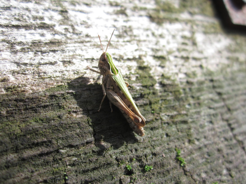 Omocestus rufipes - vöröshasú tarlósáska