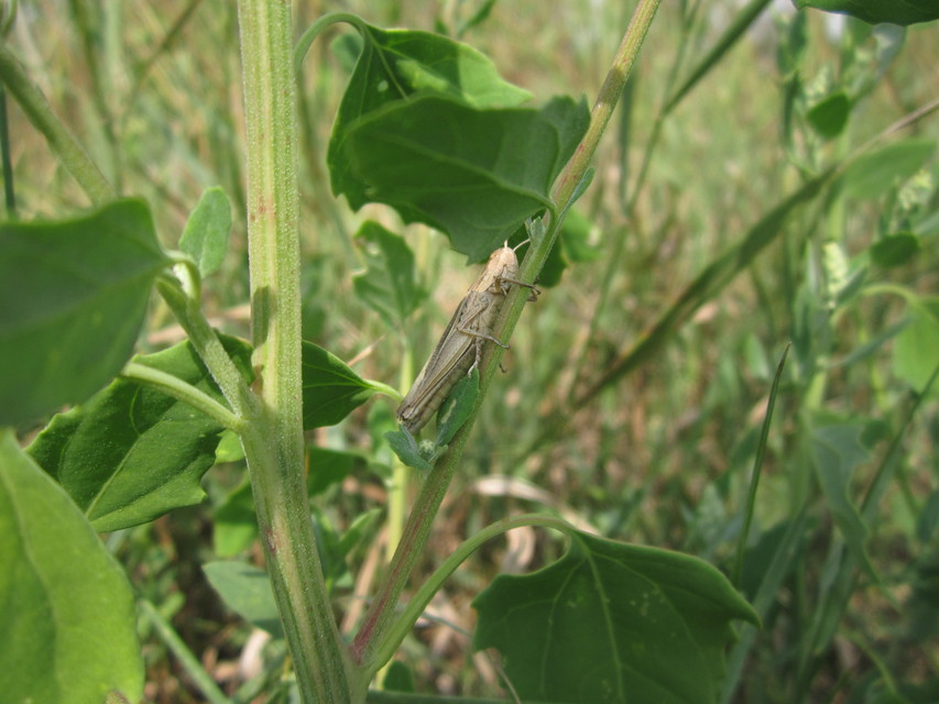 Chorthippus