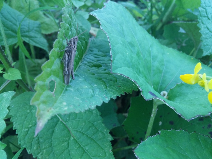 Chorthippus brunneus - közönséges tarlósáska