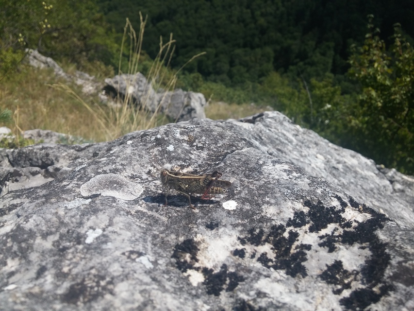 Calliptamus italicus - olaszsáska