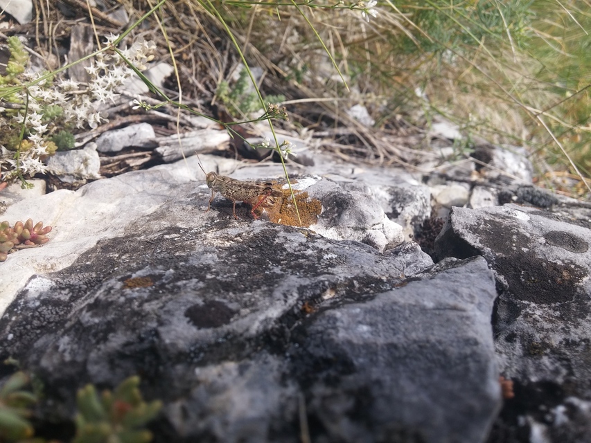 Calliptamus italicus - olaszsáska