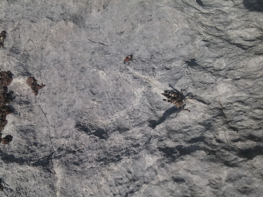 Oedipoda caerulescens - kékszárnyú sáska
