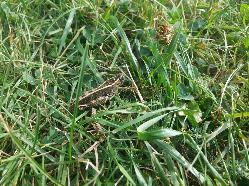 Calliptamus italicus - olaszsáska