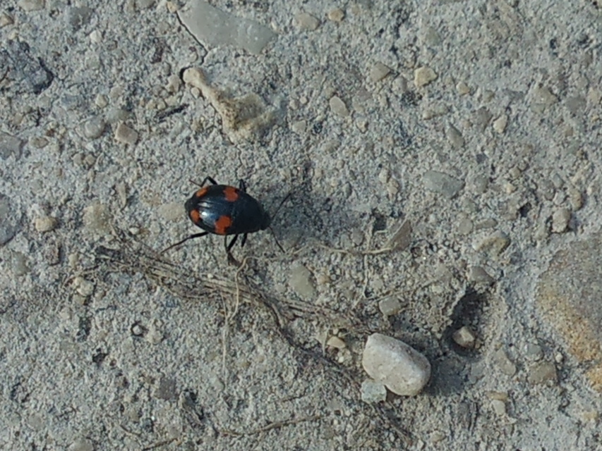 Scaphidium quadrimaculatum - négyfoltos sajkabogár