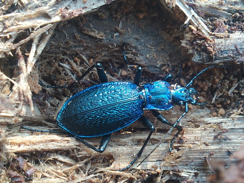 Carabus intricatus - kék laposfutrinka Carabus intricatus - kék laposfutrinka