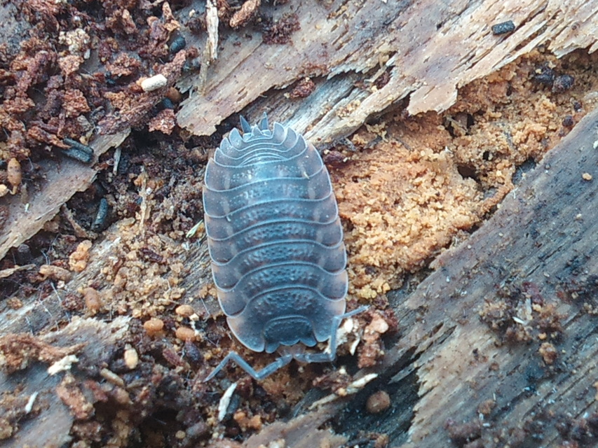 Trachelipus ratzeburgii - lebenyes ászka