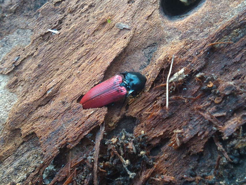 Ampedus