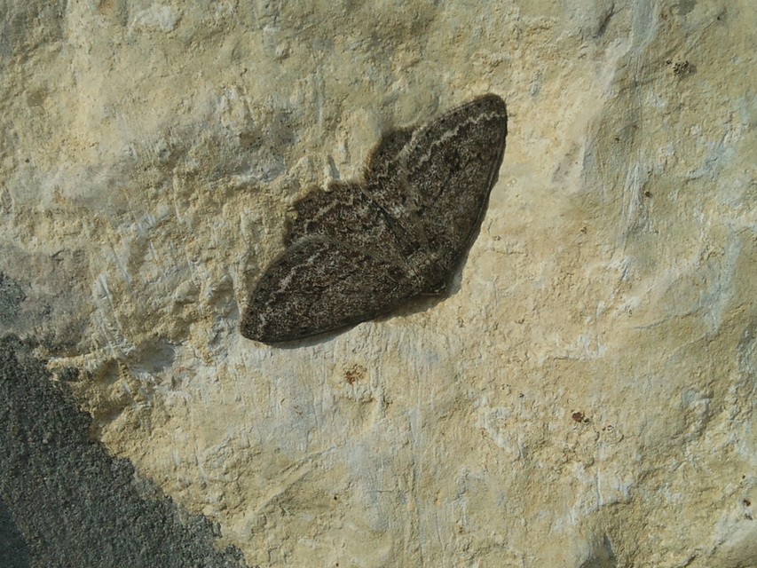 Ectropis crepuscularia - avararaszoló