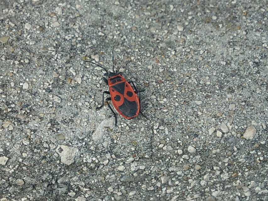 Pyrrhocoris apterus - verőköltő poloska