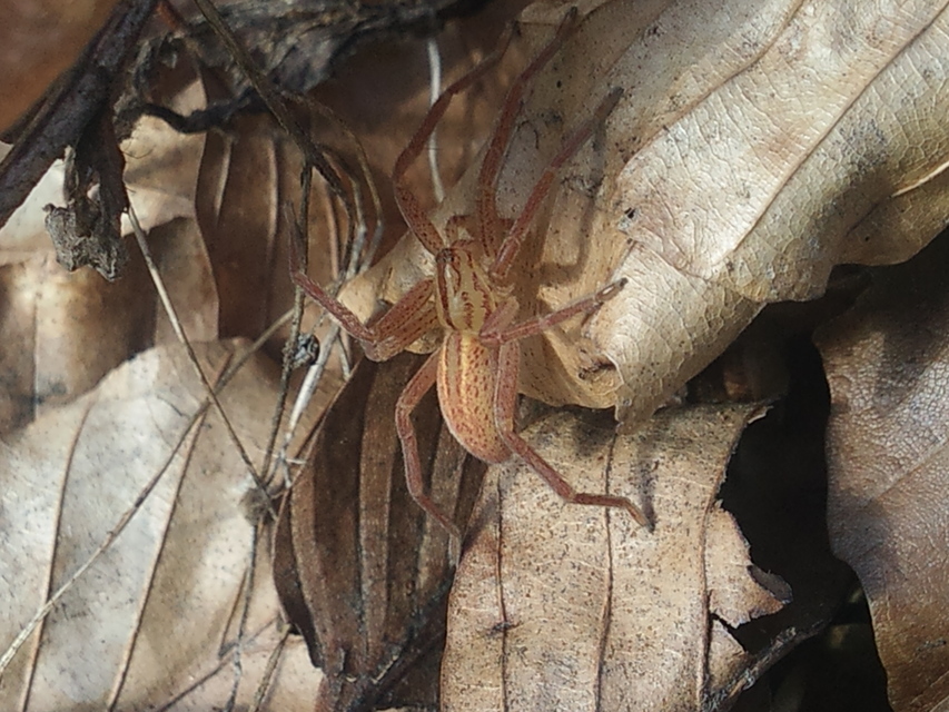Micrommata virescens - hunyópók