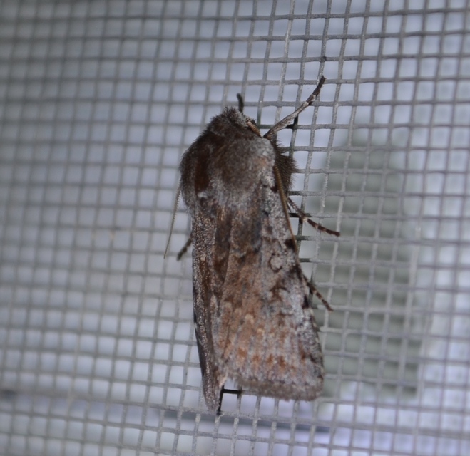 Cerastis rubricosa - vörhenyes tavaszibagoly