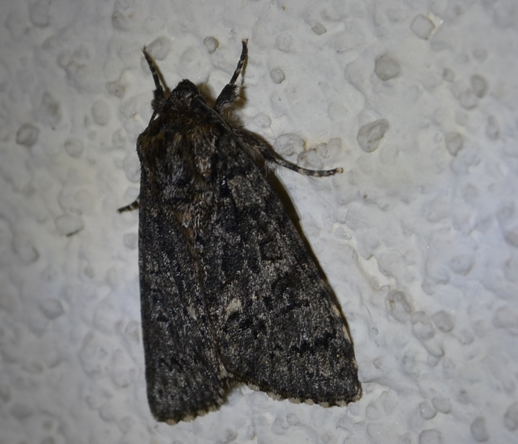 Acronicta rumicis - sóska-szigonyosbagoly Acronicta rumicis - sóska-szigonyosbagoly
