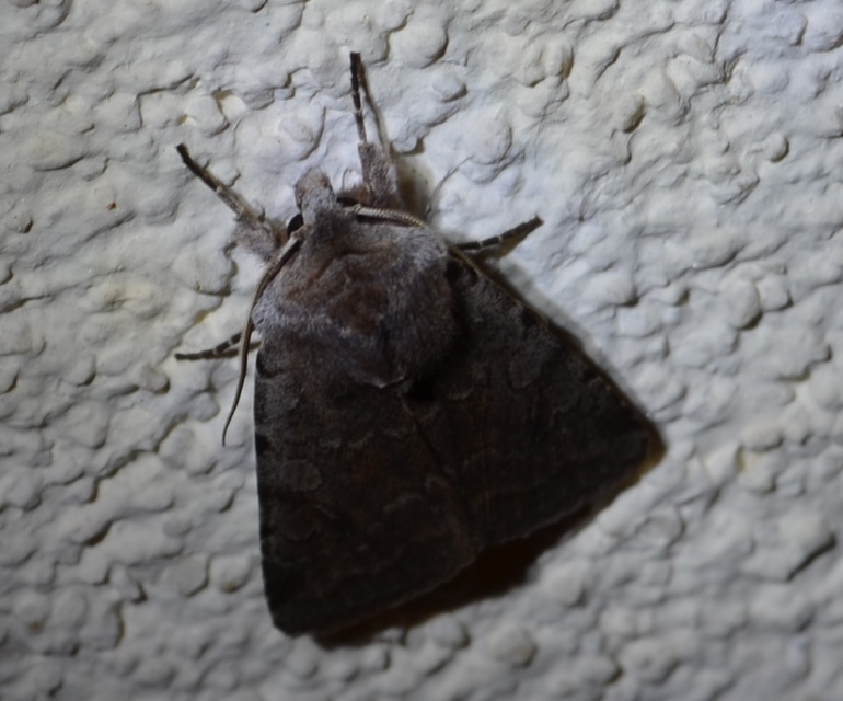 Cerastis rubricosa - vörhenyes tavaszibagoly