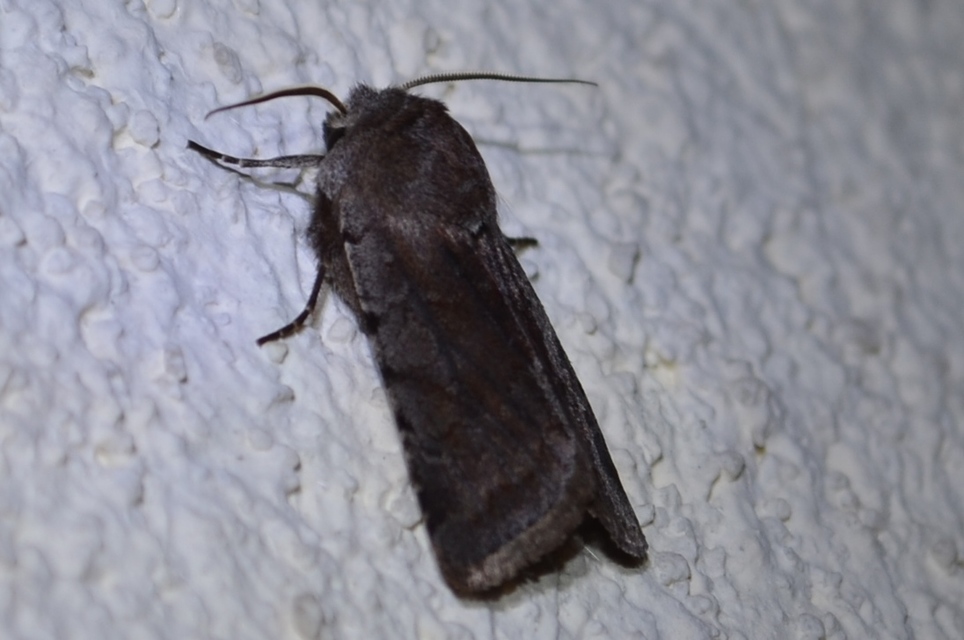 Cerastis rubricosa - vörhenyes tavaszibagoly