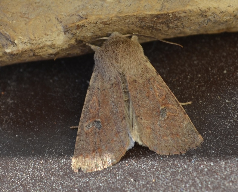 Orthosia miniosa - sárgás barkabagoly