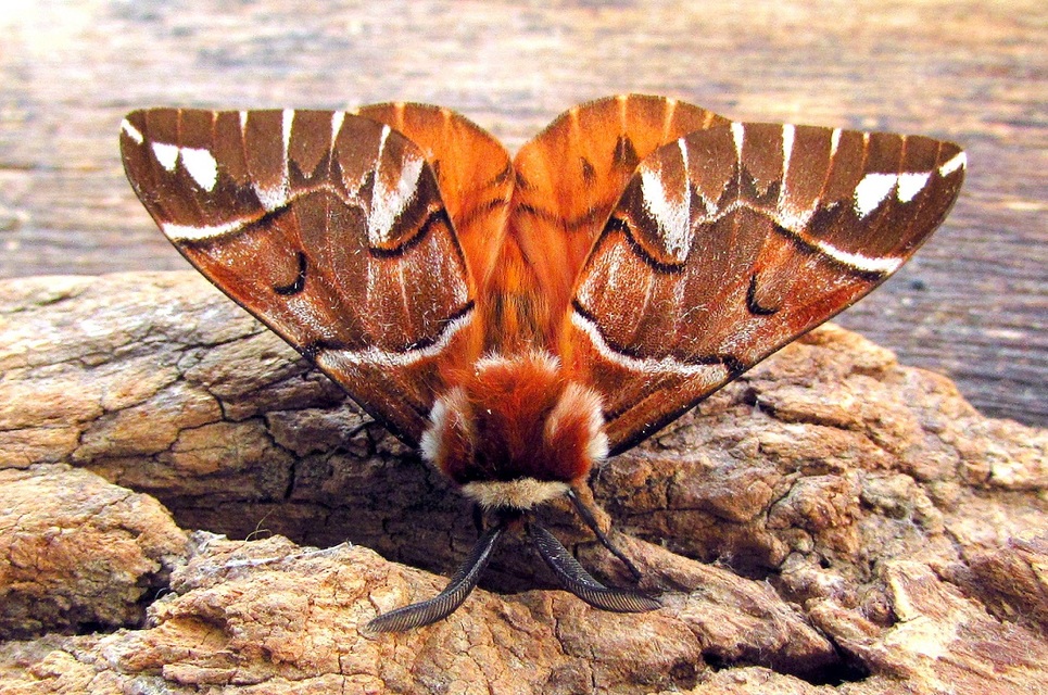 Endromis versicolora - tarkaszövő