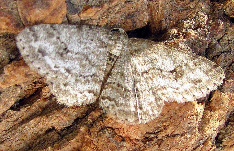 Ectropis crepuscularia - avararaszoló