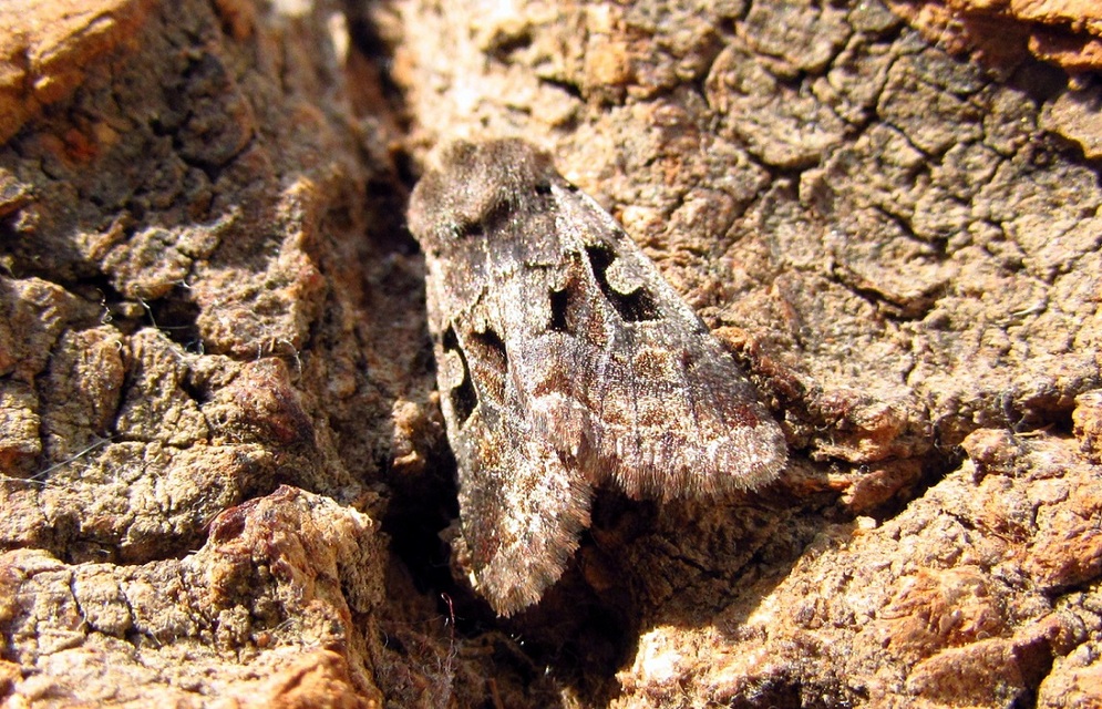 Orthosia gothica - feketefoltos barkabagoly