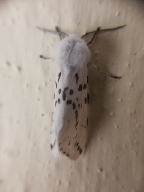 Hyphantria cunea - amerikai fehér medvelepke