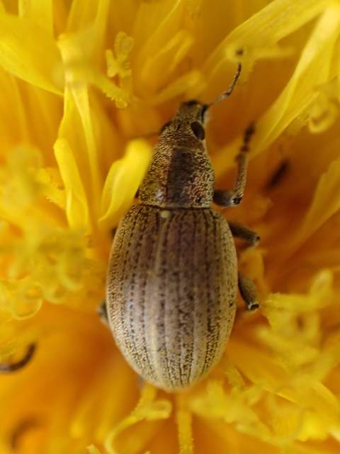 Sciaphobus squalidus - nagy szálkásbarkó