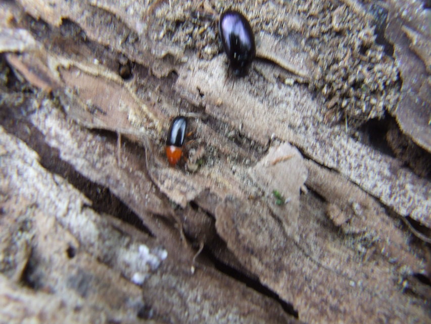 Platydema violaceum - fémkék taplóbogár