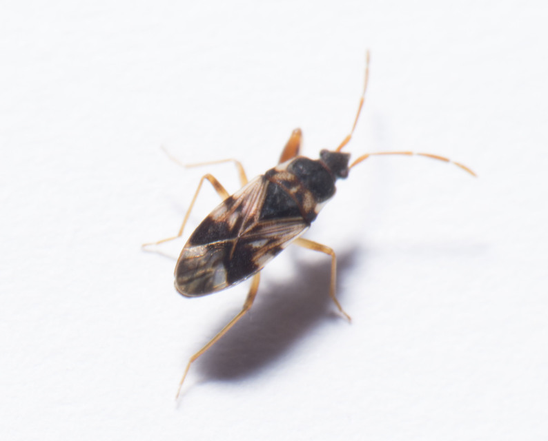 Scolopostethus pictus