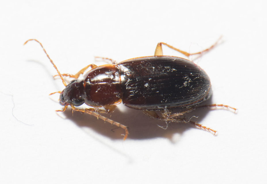 Calathus cinctus - parlagi tarfutó